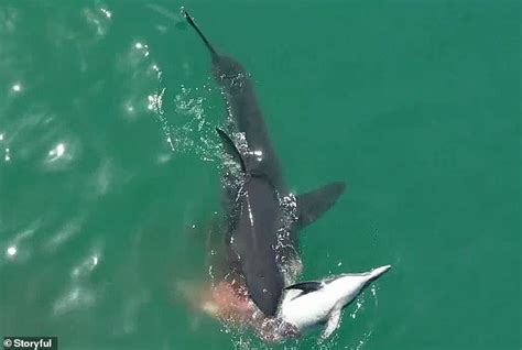 Video shows several sharks feeding on dolphin off California coast